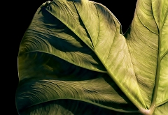 Elephant Ear Leaf